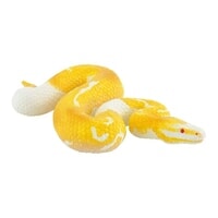 Albino Koning Python Bullyland (68485)