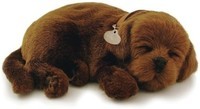 Perfect Petzzz soft Chocolate Labrador (96231)