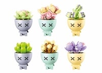 Display Potted Plants Succulents: 6 pcs (M38-B1076)